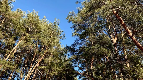 Pineta Una Soleggiata Giornata Primaverile — Foto Stock