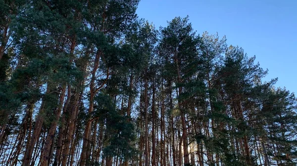 Fenyőliget Egy Napos Tavaszi Napon — Stock Fotó