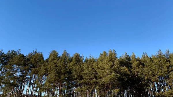 Pineta Una Soleggiata Giornata Primaverile — Foto Stock