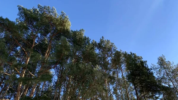 Fenyőliget Egy Napos Tavaszi Napon — Stock Fotó