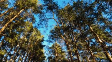 Pine Grove güneşli bir bahar gününde