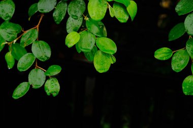 Bidara (Ziziphus Mauritiana) kuru alanlarda yetişen bir tür dikenli ağaçtır..