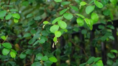Bidara ağacı (Ziziphus Mauritiana) kuru alanlarda yetişen bir tür dikenli ağaçtır..