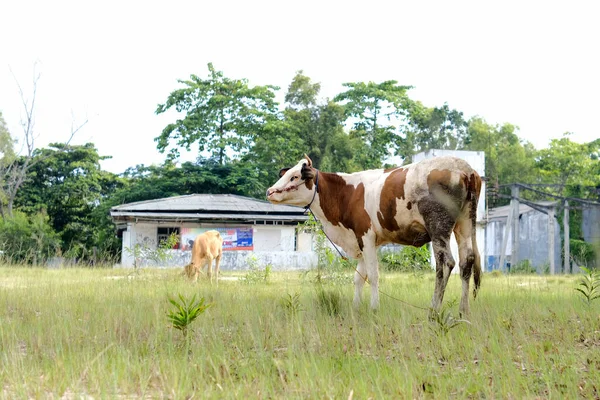 草地上被剥皮的奶牛 — 图库照片