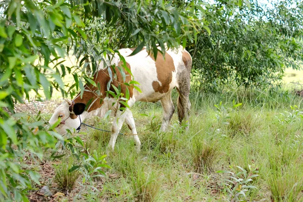 Gestreifte Kühe Auf Der Weide — Stockfoto