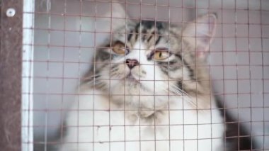 Kafesteki kedi surat ifadesi