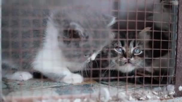 Niedliche Kätzchen Gesichtsausdruck Einem Käfig — Stockvideo