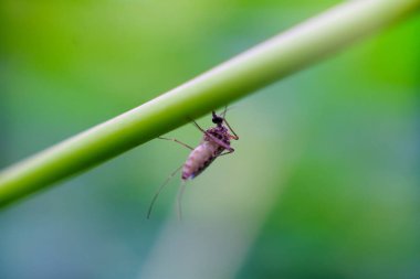 Sivrisinek bir dala tünedi.