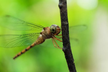 Yusufçuk bir dala tünedi.