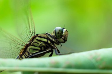 Yaprağın üzerine tünemiş yusufçuk makrosu. 