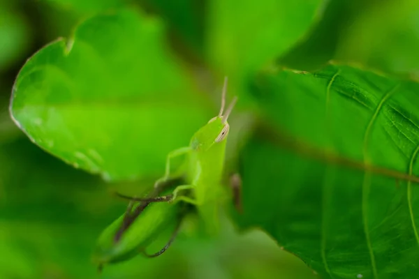 Grasshopper Macro Perched Leaf — Stock Photo, Image