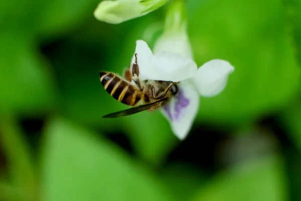 Movimento Desfocado Uma Abelha Pousando Uma Flor Macro Uma Abelha — Fotografia de Stock