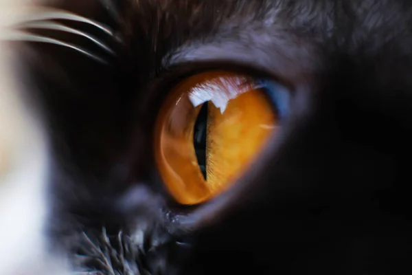 Foco Seletivo Nos Olhos Amarelo Olho Gato Macro — Fotografia de Stock