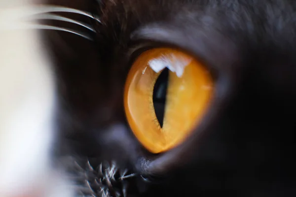 Крупный План Глаз Жёлтой Кошки — стоковое фото