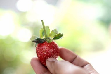 Bir adamın ellerinde taze çilekler.