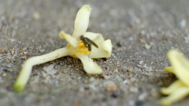 Макро Насекомых Цветке Папайи — стоковое видео