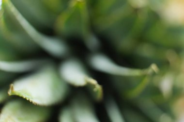 Ananasın tepesinden gelen bulanıklık