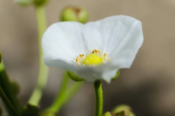 Pétalos Flores Blancas Frescas Sobre Fondo Borroso — Foto de Stock
