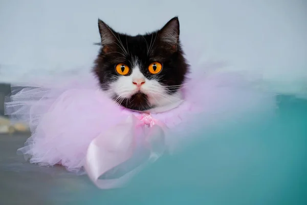 Portrait Beautiful Cat Pink Tutu Ribbon — Stock Photo, Image