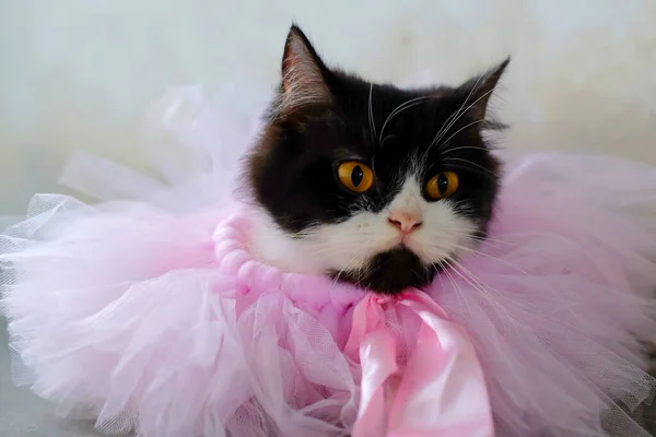 Portrait Beautiful Cat Pink Tutu Ribbon — Stock Photo, Image