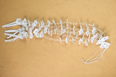 Endonezya 'daki küçük kızlar için Lampung geleneksel kıyafet aksesuarları