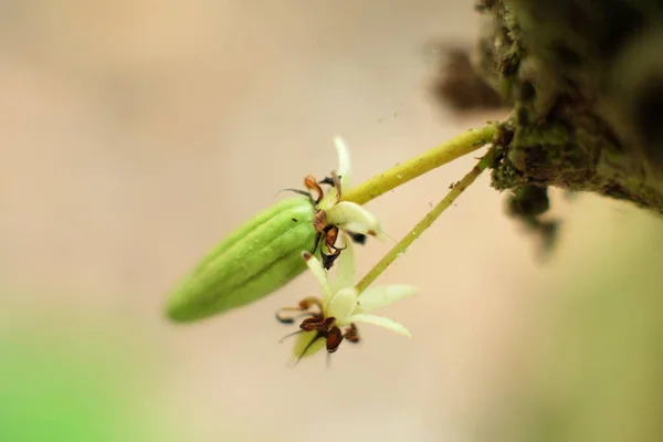 Close-up of small cocoa pods