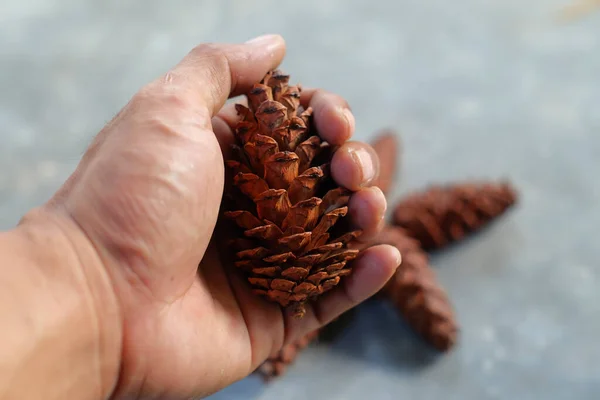 Man Hand Holding Pinecone — Stock Photo, Image