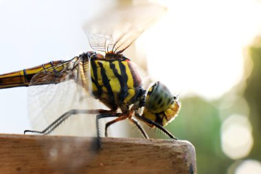 Makro çekim, vücut göz detayı. Arka plan ya da duvar kağıdı olarak kullanarak doğal ortamdaki yusufçuk. Bir makale yazma konsepti.