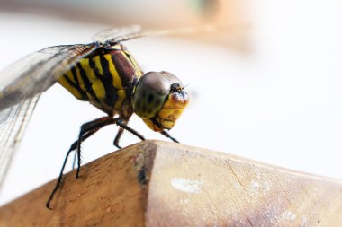 Makro çekim, vücut göz detayı. Arka plan ya da duvar kağıdı olarak kullanarak doğal ortamdaki yusufçuk. Bir makale yazma konsepti.