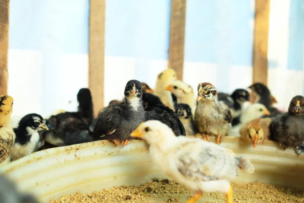 Kis Csirkék Gabonát Esznek Egy Farmon Csirketenyésztés Gazdák Dolga — Stock Fotó