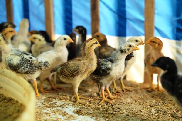 Små Kycklingar Äter Säd Gård Kycklinguppfödning Jordbrukares Verksamhet — Stockfoto