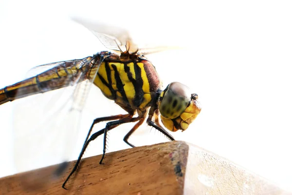 Macro Shot Body Eye Detail Dragonfly Natural Habitat Using Background — Stock Photo, Image