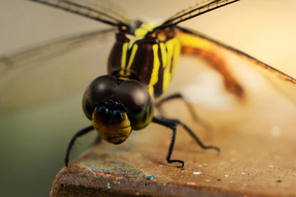 Macro Shot Body Eye Detail Dragonfly Natural Habitat Using Background — Stock Photo, Image