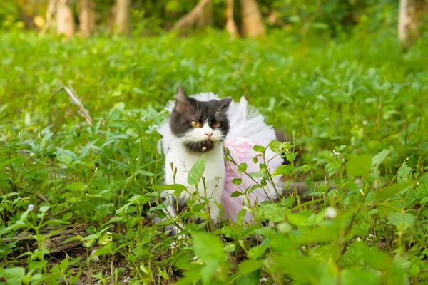 Portrait Yellow Eyed Black Cat Hunting Bush Using Ballet Tutu — Stock Photo, Image