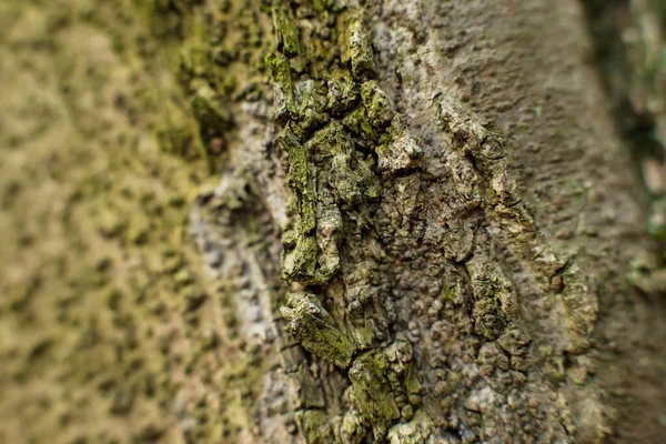 Ağaç Kabuğu Dokusu Detayı Meşe Ağacı Arka Planı Kaba Kabuğun — Stok fotoğraf
