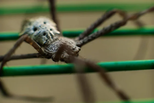 Makroaufnahme Der Spinne Aus Nächster Nähe Weicher Fokus Selektiver Fokus — Stockfoto
