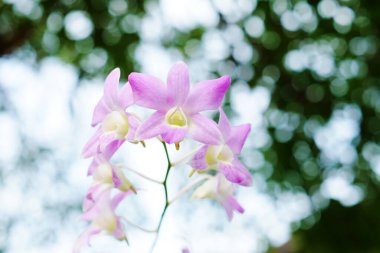 İlkbaharda güzel pembe orkide çiçeği