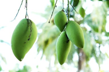 Genç mango ağaçta hala yeşil