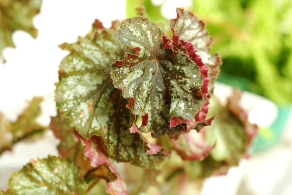 Begonia Rex Bahçeye Ekti — Stok fotoğraf