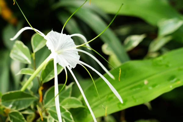 Selektywne Skupienie Pająka Plażowego Lilia Lub Błonnik Speciosa Lub Bakung — Zdjęcie stockowe