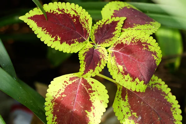 Close Red Yellow Leafed Plant — 스톡 사진