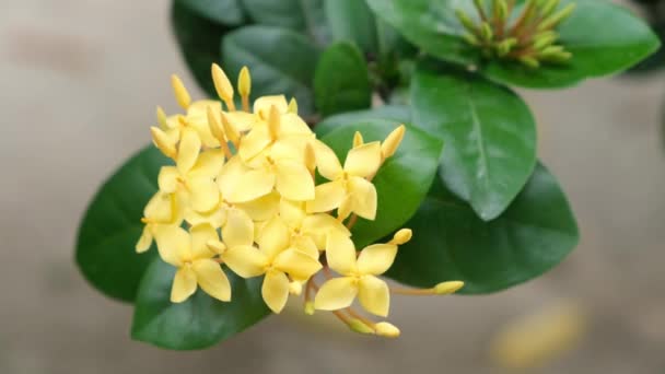 Belles Fleurs Jaunes Ashoka Dans Vent — Video