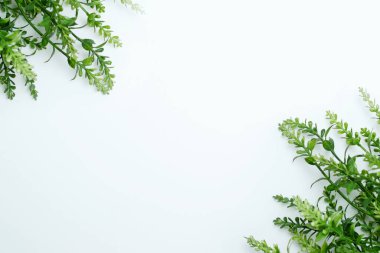 Çiçek kompozisyonu. Beyaz arka planda taze yapraklardan oluşan bir desen. Düz konum, üst görünüm, kopyalama alanı