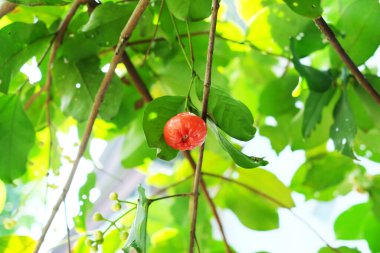 Tatlı kırmızı tatlı su guava ağaçta
