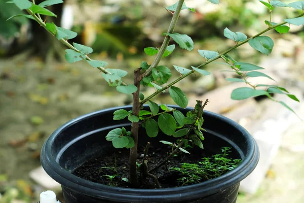 Ziziphus Mauritiana Fekete Edényben Bidara Levelek Spirituális Egészségügyi Terápiára — Stock Fotó