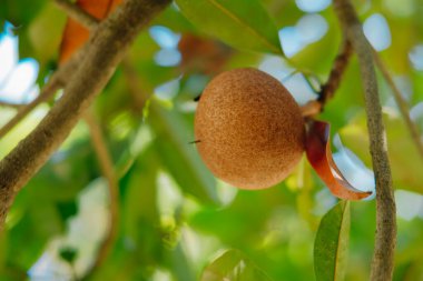 Sapodilla meyvesi ağaç dalında