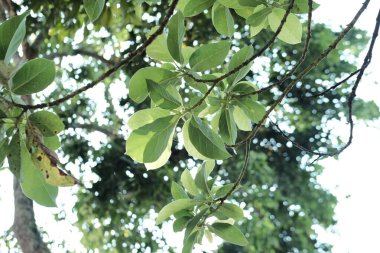 Ağaç dallarındaki taze yaprakların arkaplanı