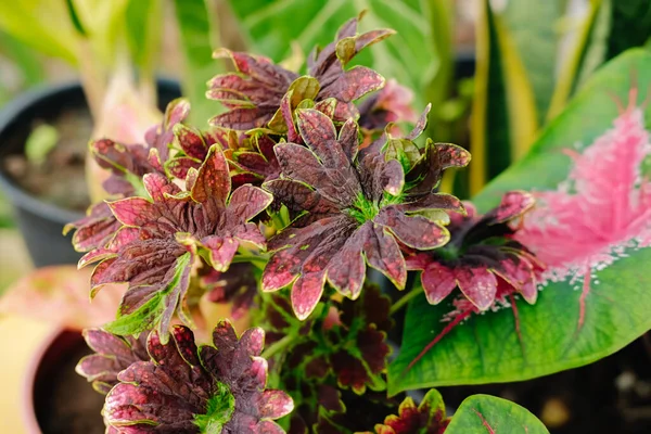 Coleus Bitkisindeki Muhteşem Yapraklar Koleus Bitkilerinin Tüm Renkleri Çeşitliliğiyle — Stok fotoğraf