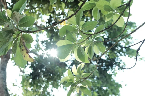 Background Fresh Leaves Tree Branches — Stock Photo, Image