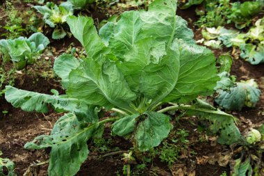 Kalan bahçede lahana kraliçesi